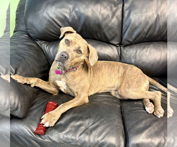 Medium Photo #5 American Pit Bull Terrier-Unknown Mix Puppy For Sale in Spring Lake, NJ, USA