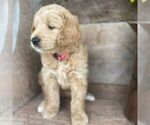 Small Photo #5 Goldendoodle-Poodle (Miniature) Mix Puppy For Sale in MOHNTON, PA, USA
