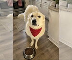 Small #1 Great Pyrenees Mix