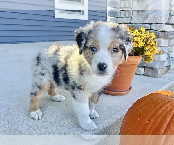 Medium Photo #5 Australian Shepherd Puppy For Sale in LODA, IL, USA