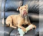 Small #3 American Pit Bull Terrier