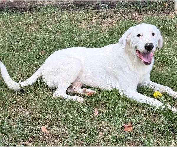 Medium Photo #3 Labrador Retriever-Unknown Mix Puppy For Sale in Wetumpka, AL, USA