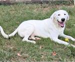 Small #2 Labrador Retriever Mix