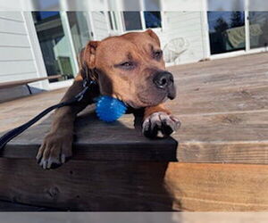 American Pit Bull Terrier-Unknown Mix Dogs for adoption in Berkeley, CA, USA