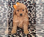 Small Photo #2 Goldendoodle-Poodle (Miniature) Mix Puppy For Sale in LANCASTER, PA, USA
