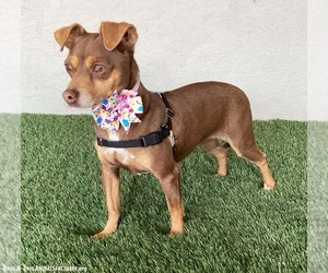 Pixie - Female Miniature Pinscher-Unknown Mix Dog for Adoption - Photo #2