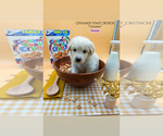 Puppy 12 Golden Retriever-Samoyed Mix
