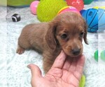 Image preview for Ad Listing. Nickname: Caleb