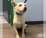 Small #2 Retriever  Mix