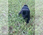 Small Photo #3 Pug Puppy For Sale in MOSELLE, MS, USA