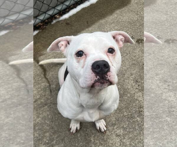 Medium Photo #4 Mutt Puppy For Sale in Crete, IL, USA