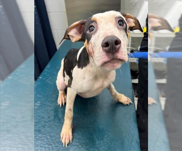 Medium Photo #1 American Bulldog-Unknown Mix Puppy For Sale in Mobile, AL, USA