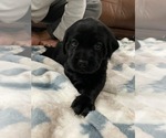 Small Photo #18 Labrador Retriever Puppy For Sale in KERNERSVILLE, NC, USA