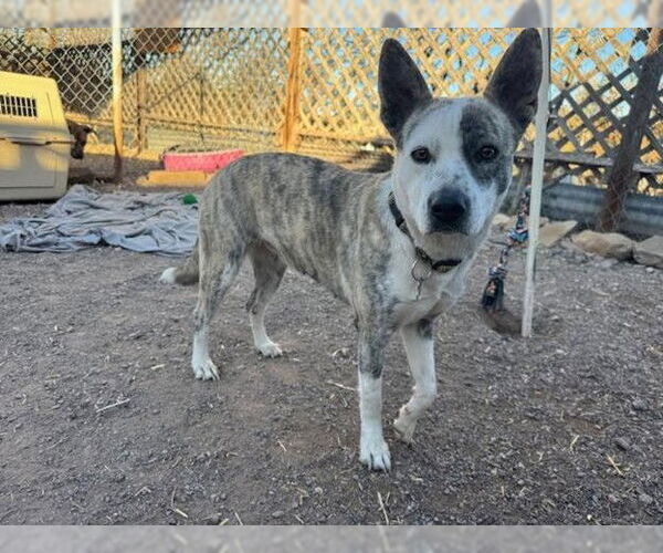 Medium Photo #7 Mutt Puppy For Sale in Williamsburg, NM, USA