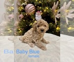 Puppy Puppy 4 Goldendoodle (Miniature)