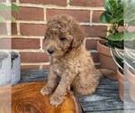 Small #2 Goldendoodle (Miniature)