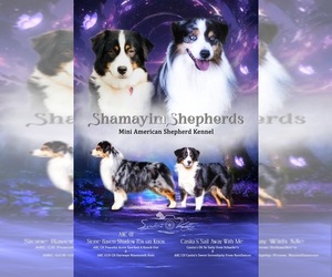Mother of the Miniature American Shepherd puppies born on 11/27/2024