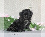 Small #1 Shih Tzu