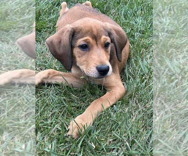 Medium Photo #1 Mutt Puppy For Sale in Springdale, PA, USA