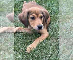 Mutt Dogs for adoption in Springdale, PA, USA