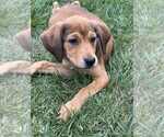 Small Mutt