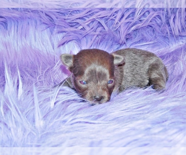 Medium Photo #2 Chihuahua Puppy For Sale in CHARLESTON, AR, USA