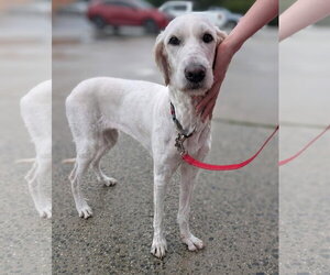 Pyredoodle Dogs for adoption in Holly Springs, NC, USA