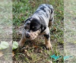 Small #3 Catahoula Leopard Dog