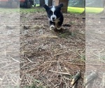 Small #2 Miniature Australian Shepherd