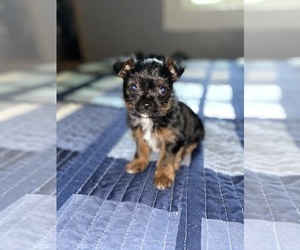 Yorkshire Terrier Puppy for sale in FAIRLAND, IN, USA