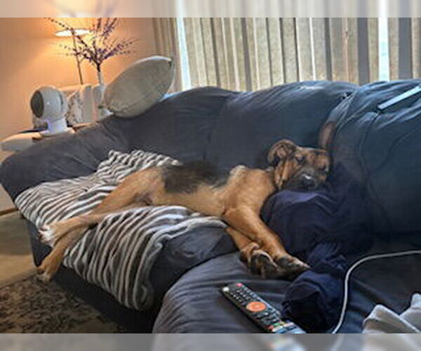 Medium Photo #7 German Shepherd Dog-Unknown Mix Puppy For Sale in Minneapolis, MN, USA