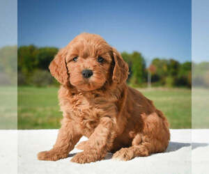 Goldendoodle Puppy for sale in ITASCA, TX, USA