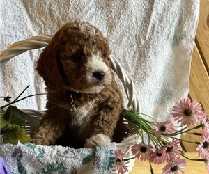 Cavachon-Poodle (Miniature) Mix Puppy for sale in THORP, WI, USA