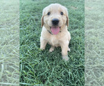 Puppy Tucker Boy Golden Retriever