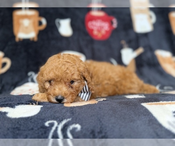 Medium Photo #8 Cavapoo (Miniature) Puppy For Sale in LAKELAND, FL, USA