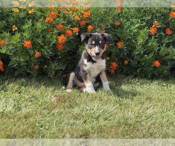 Medium Photo #4 Border Collie-Bordoodle Mix Puppy For Sale in AMES, IA, USA