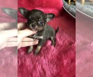 Chihuahua Puppy for sale in TRACY, CA, USA