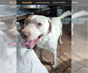 American Pit Bull Terrier-Labrador Retriever Mix Dogs for adoption in Benton, PA, USA