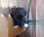 Puppy 7 German Shepherd Dog-Old English Sheepdog Mix