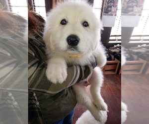 Great Pyrenees Puppy for sale in WEST ALEXANDRIA, OH, USA