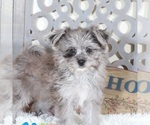 Small #2 Pomeranian-Poodle (Toy) Mix