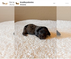 Dachshund Puppy for sale in COOLIDGE, AZ, USA