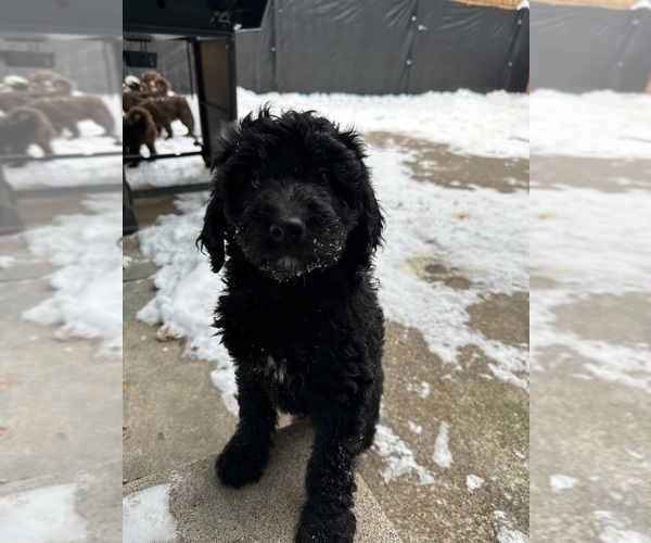 Medium Photo #2 Aussiedoodle Puppy For Sale in LA CRESCENT, MN, USA