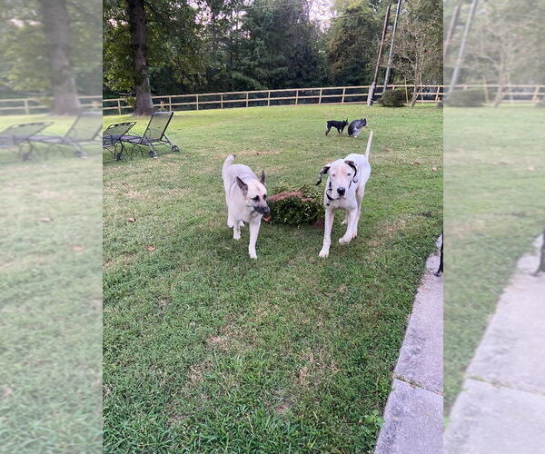 Medium Photo #3 Great Dane Puppy For Sale in Bullard, TX, USA