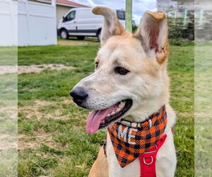 Huskies -Unknown Mix Dogs for adoption in Fargo, ND, USA