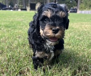 Cock-A-Poo Puppy for sale in MONROE, GA, USA