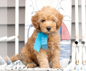 Goldendoodle (Miniature) Puppy for sale in NEWMANSTOWN, PA, USA