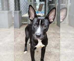 American Pit Bull Terrier-Unknown Mix Dogs for adoption in Crete, IL, USA