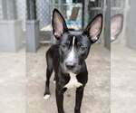 Small American Pit Bull Terrier Mix