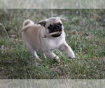 Small Photo #16 Pug Puppy For Sale in HARTLY, DE, USA